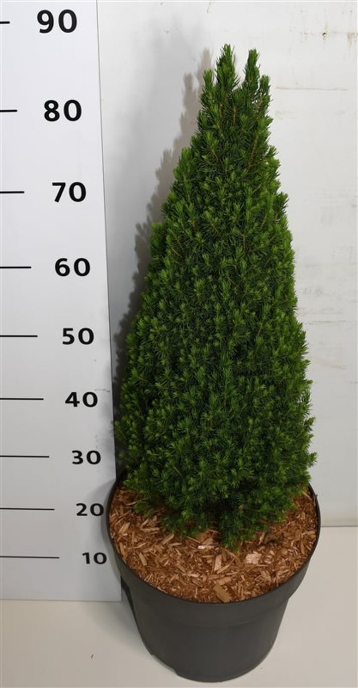 Picea gl. 'Zuckerhut' - C12 60-70 CM
